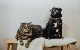 Welk huisdier past beter bij mijn leefstijl: een hond of kat?